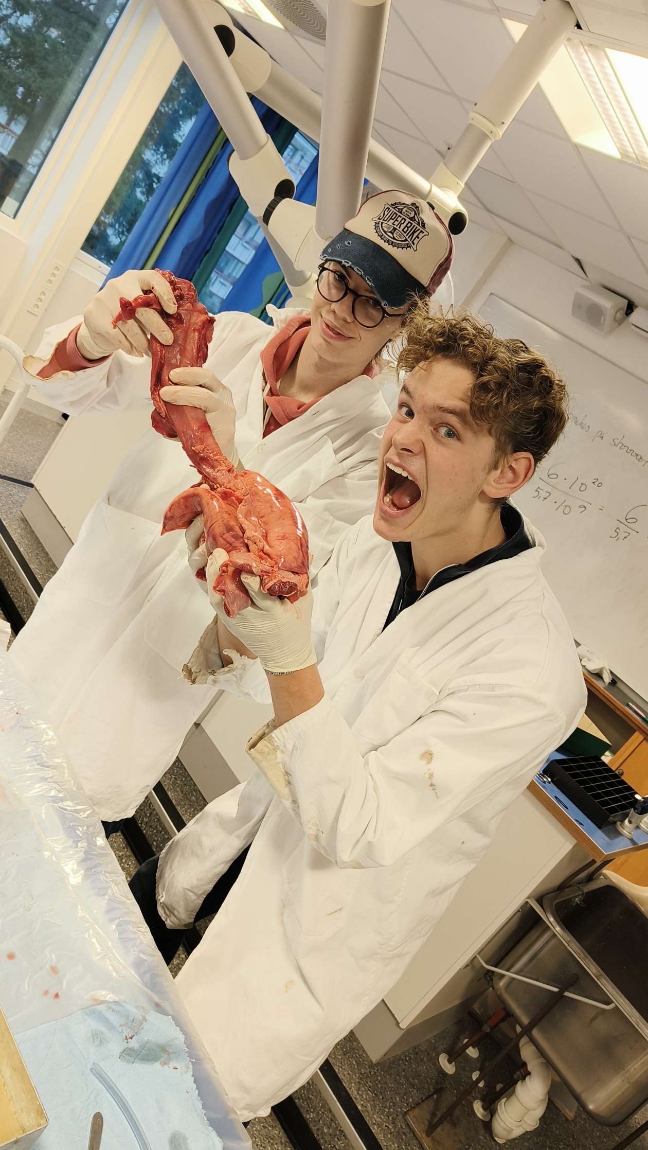 1STD-elevene Liam Lindberg og Elias Linde Henriksen i aksjon med å lære mer om hjertets anatomi.