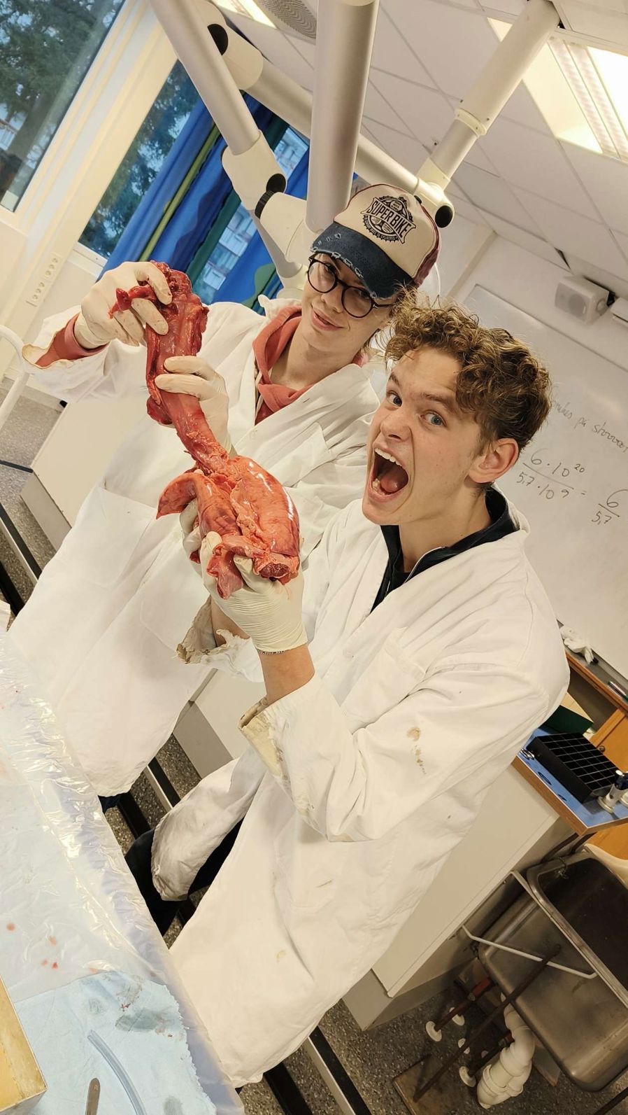 1STD-elevene Liam Lindberg og Elias Linde Henriksen i aksjon med å lære mer om hjertets anatomi.